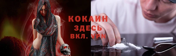 индика Ельня