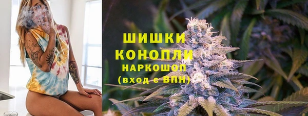 индика Ельня